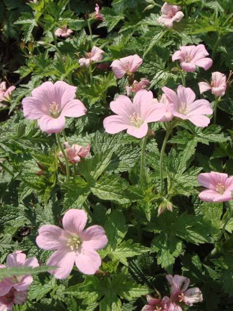 Geranium x oxonianum 'Rose Clair'
